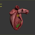 Detailed Organ Heart Model with Hair Follicle and Vascular Structure Features