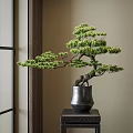 Elegant Oriental Bonsai Pine Tree with Lush Foliage in Black Clay Pot on Black Stand