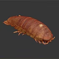 Giant Isopod With Brown Armored Exoskeleton And Many Legs On Dark Background