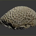 Coral Polyps Create Intricate Honeycomb Patterned Calcium Carbonate Marine Structures 3d model
