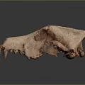 Ancient Animal Skull Fossil With Visible Teeth And Eye Sockets On Dark Background