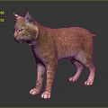 Orange Brown Lynx With Tufted Ears Standing On Dark Reflective Surface 3d model