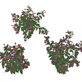 Fresh Vibrant Potted Flower Plants With Green Leaves And Purple Blooms