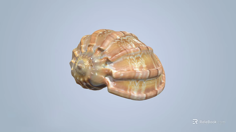 Colorful Textured Spiral Seashell With Shiny Orange And White Patterns 3d model 