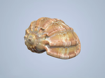 Colorful Textured Spiral Seashell With Shiny Orange And White Patterns 3d model