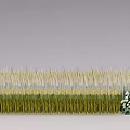 White Flowers And Yellow Wheat Ears With Green Stems Arranged In A Decorative Row