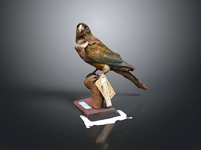 Vintage Bird Specimen Perched On Wooden Base With Small Information Tag 3d model