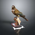 Vintage Bird Specimen Perched On Wooden Base With Small Information Tag