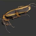 Yellow and Black Striped Beetle With Detailed Body And Long Legs On Dark Background