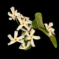 Plant With White Cluster Flowers And Green Leaves On Black Background