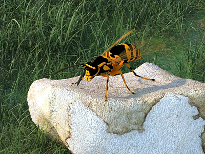 Yellow and Black Wasp Standing on White Rock in Green Grass Field 3d model