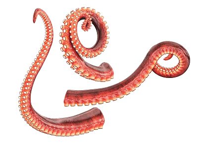 Delicious Fresh Red Octopus Tentacles With Suction Cups For Seafood Dishes 3d model