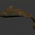 Whole Brown Fish With Shiny Scales On Dark Reflective Surface Displayed 3d model