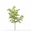 Modern gardening sketch tree elm 3d model