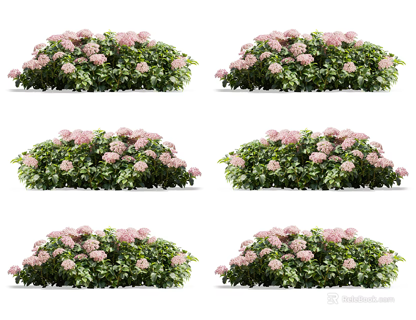 Pink Hydrangea Bushes with Lush Green Leaves Arranged in Multiple Fresh Garden Clusters 3d model 