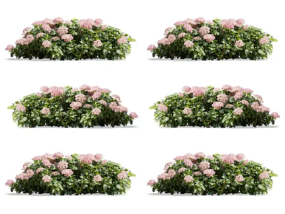 Pink Hydrangea Bushes with Lush Green Leaves Arranged in Multiple Fresh Garden Clusters 3d model