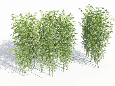 Green Bamboo Plants Growing in Natural Garden Landscape with Fresh Leaves 3d model