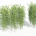 Green Bamboo Plants Growing in Natural Garden Landscape with Fresh Leaves