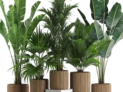 Indoor Plant Pots Featuring Various Large Green Plants In Brown Woven Texture On White Stands 3d model