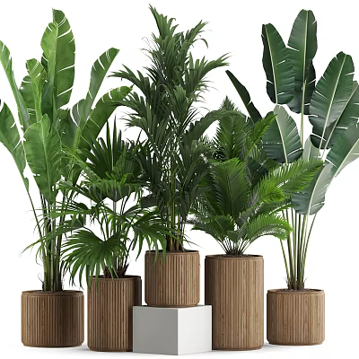 Indoor Plant Pots Featuring Various Large Green Plants In Brown Woven Texture On White Stands 3d model