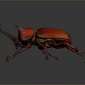 Realistic Red Horned Beetle With Shiny Exoskeleton On Dark Background Surface