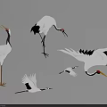 White and Black Cranes as Flying Birds in Various Poses Standing Flying and Pecking