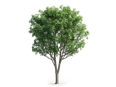 Lush Green Arbor With Tall Trunk And Dense Foliage In Natural Scene 3d model