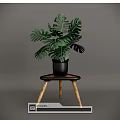 Green Monstera Potted Plant with Large Leaves in Black Pot on Wooden Table