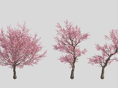 Beautiful Spring Blooming Trees With Pink Blossoms In Garden Landscape 3d model