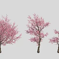 Beautiful Spring Blooming Trees With Pink Blossoms In Garden Landscape
