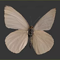 Light Pink Butterfly with Spread Wings on Dark Background and Reflection
