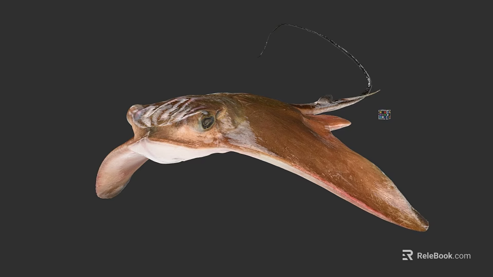 Brown Flat Aquatic Ray With Long Tail And Prominent Eyes On Dark Background 3d model 