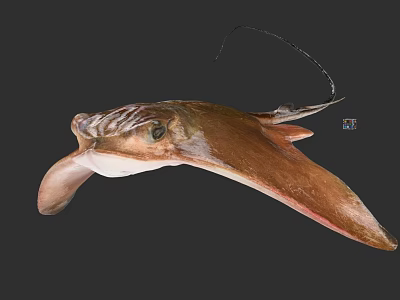 Brown Flat Aquatic Ray With Long Tail And Prominent Eyes On Dark Background 3d model