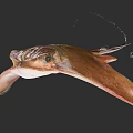 Brown Flat Aquatic Ray With Long Tail And Prominent Eyes On Dark Background
