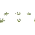 Green Succulent Plant Varieties With Diverse Shapes And Fresh Green Leaves