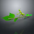 Lifelike Green Praying Mantis Perched On Thin Branch With Fresh Green Leaves