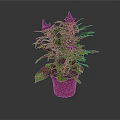 Indoor Houseplant with Purple Flowers Green and Purple Leaves in Pink Pot on Dark Background