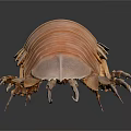 Light Brown Isopod Featuring Segmented Body Long Antennae And Multiple Legs On Dark Background 3d model
