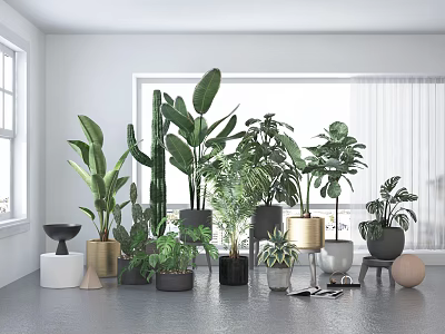 Various Bonsai and Potted Plants in Bright Indoor Space with Windows and Different Pot Designs 3d model