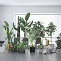 Various Bonsai and Potted Plants in Bright Indoor Space with Windows and Different Pot Designs
