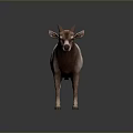 Realistic Pinkish Purple Horned Goat Standing On Dark Background
