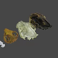 Various Animal Skulls Display With Labeled Letters For Educational Purpose