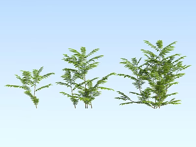 modern plant maple poplar 3d model