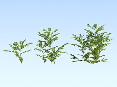 modern plant maple poplar 3d model