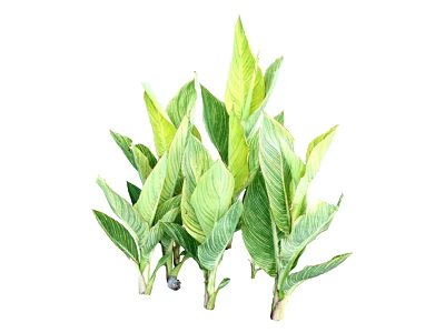 Vibrant Green Leafy Plants With Broad Striped Leaves For Indoor Decor 3d model