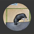 Tatami Mat With Black And White Cat Lying On Gray Cloth