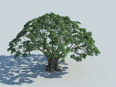 Arbor With Lush Green Leaves Thick Trunk Visible Roots Casting Shadow On Light Gray Background 3d model