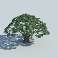 Arbor With Lush Green Leaves Thick Trunk Visible Roots Casting Shadow On Light Gray Background