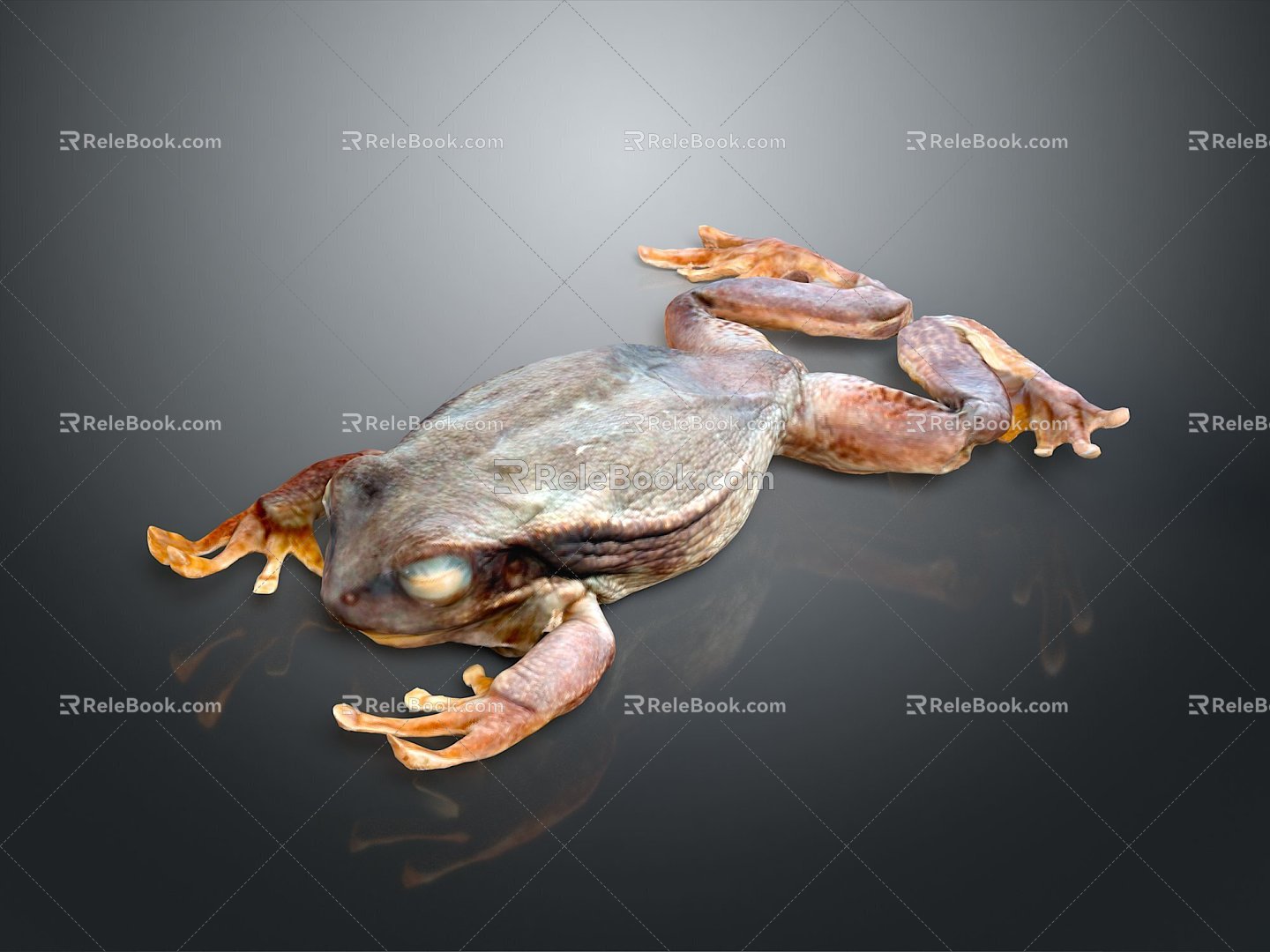 Frog Frog Frog Poison Frog Game Frog Reptile Cold Blooded Animal Reptile Reptile 3d model