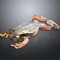 Frog Poison Frog Game Frog Reptile Cold Blooded Animal Reptile 3d model